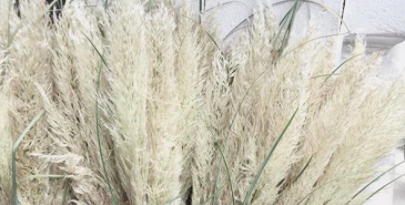 pampas