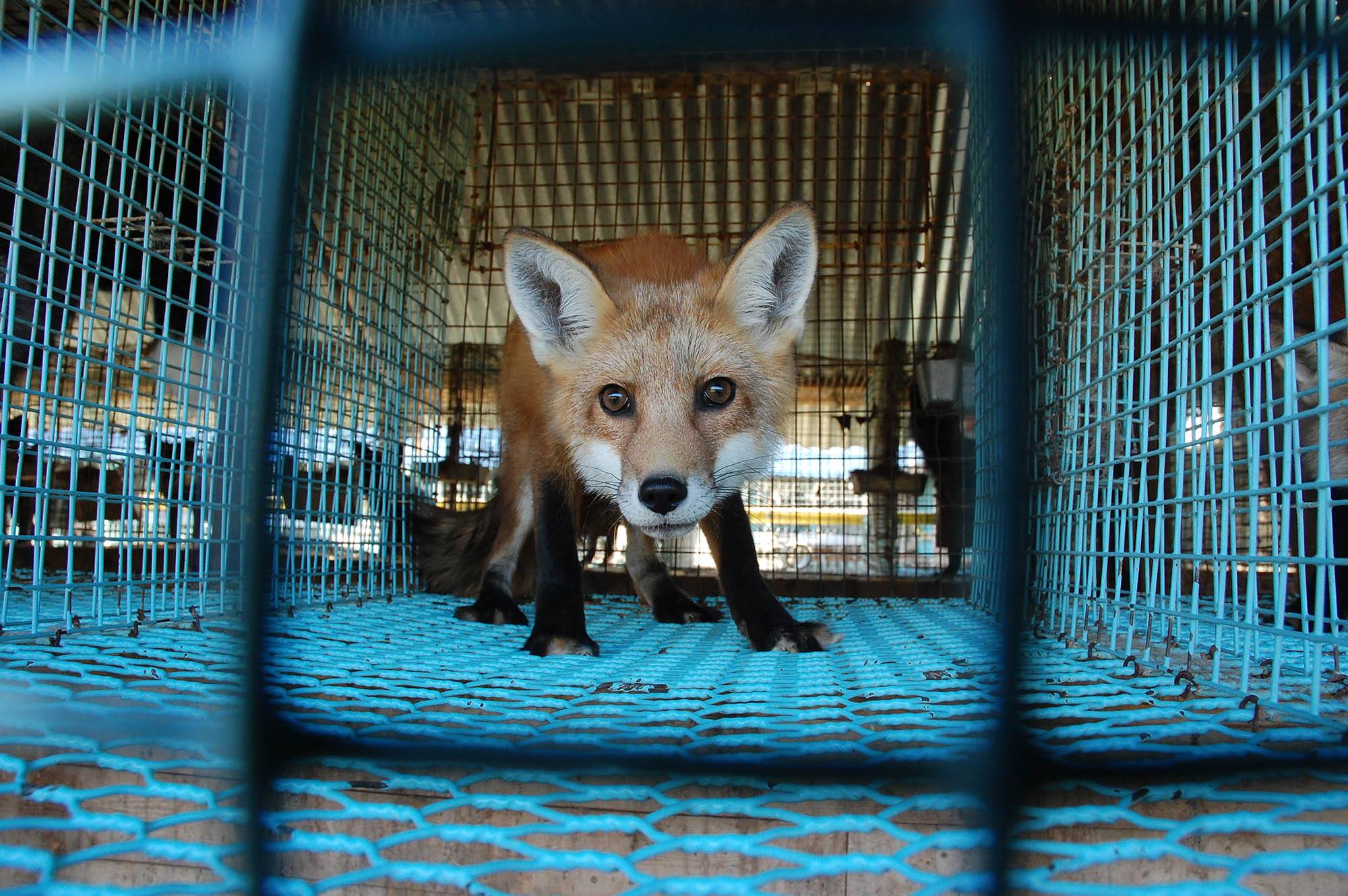 dyrebeskyttelsen rev i bur
